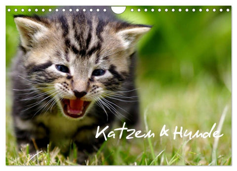Katzen & Hunde (Wandkalender 2027 DIN A4 quer), CALVENDO Monatskalender