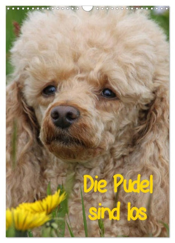 Die Pudel sind los (Wandkalender 2026 DIN A3 hoch), CALVENDO Monatskalender