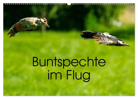 Buntspechte im Flug (Wandkalender 2027 DIN A2 quer), CALVENDO Monatskalender