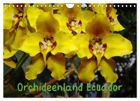 Orchideenland Ecuador (Wandkalender 2026 DIN A4 quer), CALVENDO Monatskalender