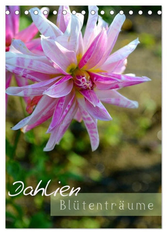 Dahlien - Blütenträume (Tischkalender 2027 DIN A5 hoch), CALVENDO Monatskalender
