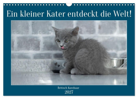 Ein kleiner Kater entdeckt die Welt! (Wandkalender 2027 DIN A3 quer), CALVENDO Monatskalender