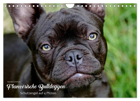 Französische Bulldoggen - Schutzengel auf 4 Pfoten (Wandkalender 2027 DIN A4 quer), CALVENDO Monatskalender