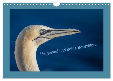 Helgoland und seine Basstölpel (Wandkalender 2027 DIN A4 quer), CALVENDO Monatskalender