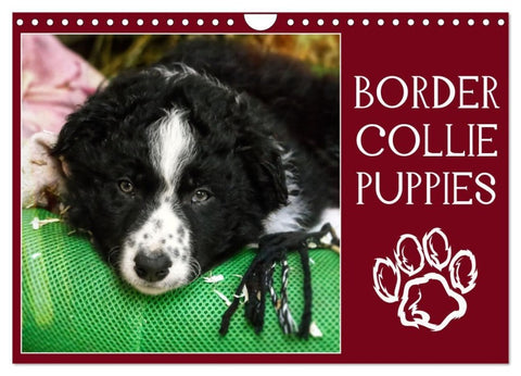 Border collie puppies (Calendrier mural 2027 DIN A4 vertical), CALVENDO calendrier mensuel