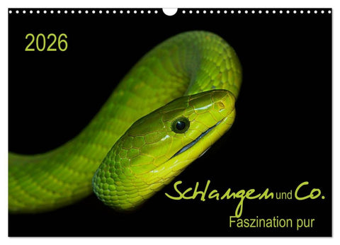 Schlangen und Co. - Faszination pur (Wandkalender 2026 DIN A3 quer), CALVENDO Monatskalender