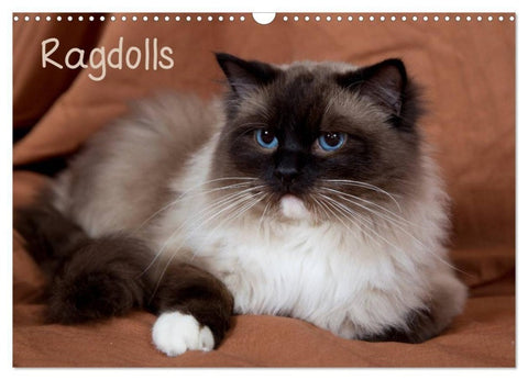 Ragdolls (Wandkalender 2027 DIN A3 quer), CALVENDO Monatskalender