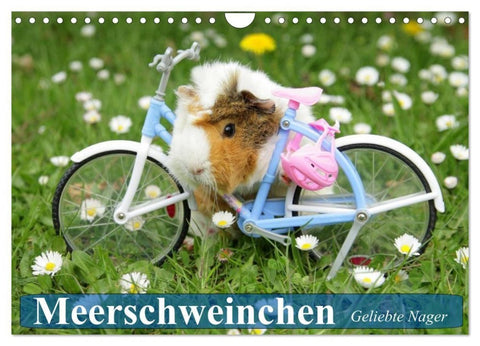 Meerschweinchen. Geliebte Nager (Wandkalender 2027 DIN A4 quer), CALVENDO Monatskalender