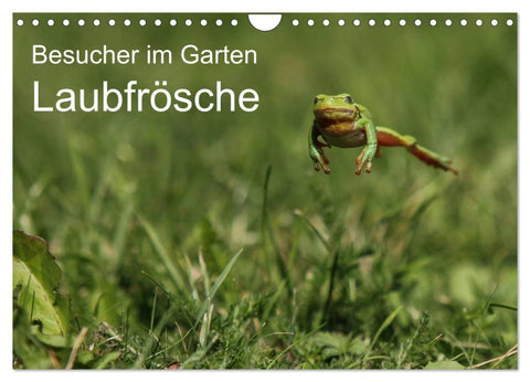 Besucher im Garten - Laubfrösche (Wandkalender 2026 DIN A4 quer), CALVENDO Monatskalender