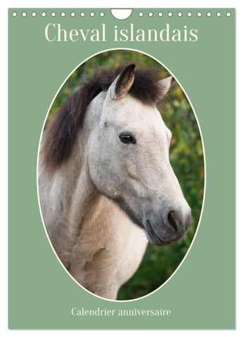 Cheval islandais - Calendrier anniversaire (Calendrier mural 2027 DIN A4 horizontal), CALVENDO calendrier mensuel