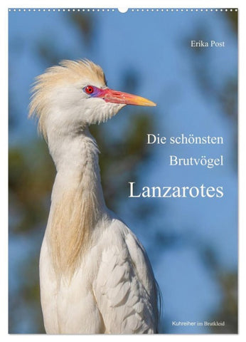 Die schönsten Brutvögel Lanzarotes (Wandkalender 2027 DIN A2 hoch), CALVENDO Monatskalender