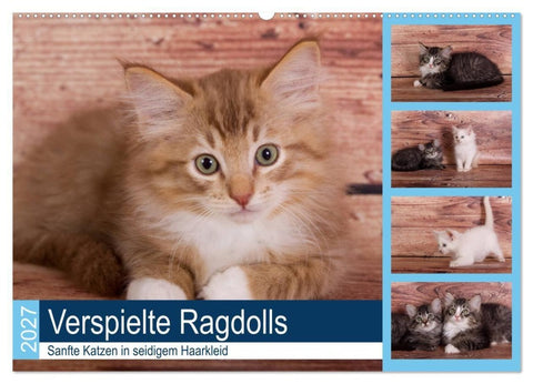 Verspielte Ragdolls -Sanfte Katzen in seidigem Haarkleid (Wandkalender 2027 DIN A2 quer), CALVENDO Monatskalender