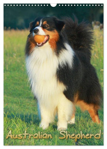 Australian Shepherd (Wandkalender 2026 DIN A3 hoch), CALVENDO Monatskalender