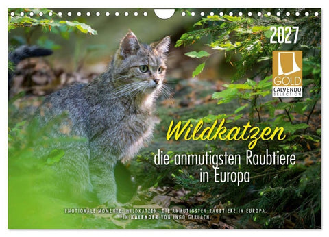 Wildkatzen - die anmutigsten Raubiere in Europa. (Wandkalender 2027 DIN A4 quer), CALVENDO Monatskalender
