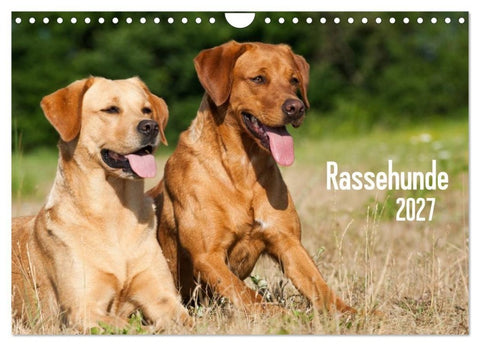 Rassehunde (Wandkalender 2027 DIN A4 quer), CALVENDO Monatskalender