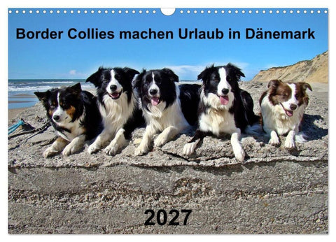 Border Collies machen Urlaub in Dänemark (Wandkalender 2027 DIN A3 quer), CALVENDO Monatskalender