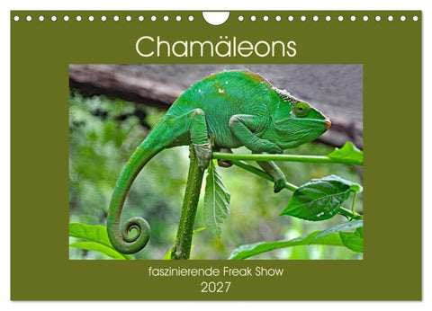 Chamäleons - faszinierende Freak Show (Wandkalender 2027 DIN A4 quer), CALVENDO Monatskalender