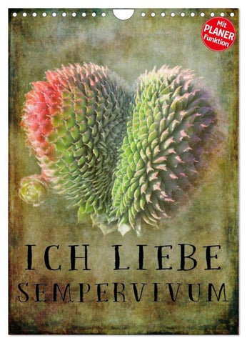 Ich liebe Sempervivum (Wandkalender 2027 DIN A4 hoch), CALVENDO Monatskalender