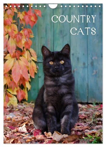 COUNTRY CATS (Wandkalender 2026 DIN A4 hoch), CALVENDO Monatskalender