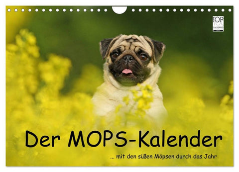Der MOPS-Kalender (Wandkalender 2026 DIN A4 quer), CALVENDO Monatskalender