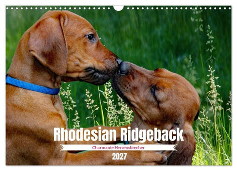 Rhodesian Ridgeback, Charmante Herzensbrecher (Wandkalender 2027 DIN A3 quer), CALVENDO Monatskalender