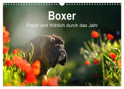 Boxer Frech und fröhlich durch das Jahr (Wandkalender 2027 DIN A3 quer), CALVENDO Monatskalender
