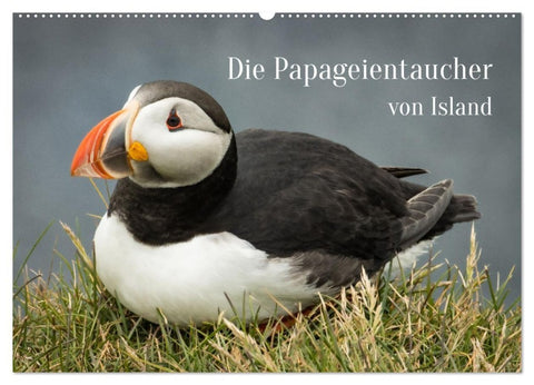 Die Papageientaucher von Island (Wandkalender 2027 DIN A2 quer), CALVENDO Monatskalender