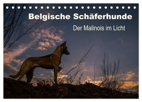 Belgische Schäferhunde - Der Malinois im Licht (Tischkalender 2027 DIN A5 quer), CALVENDO Monatskalender