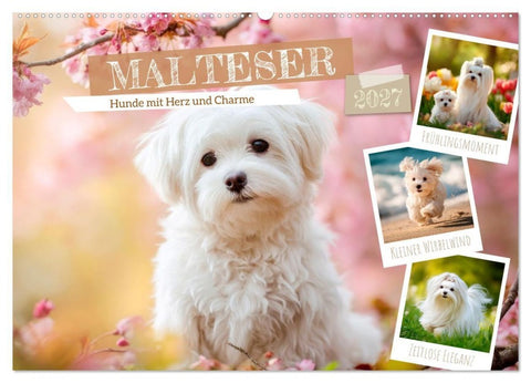Malteser - Hunde mit Herz und Charme (Wandkalender 2027 DIN A2 quer), CALVENDO Monatskalender