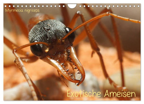 Exotische Ameisen (Wandkalender 2027 DIN A4 quer), CALVENDO Monatskalender