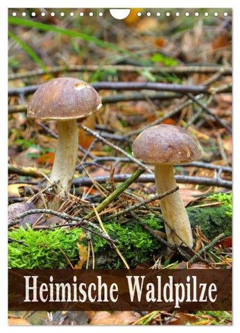 Heimische Waldpilze (Wandkalender 2027 DIN A4 hoch), CALVENDO Monatskalender