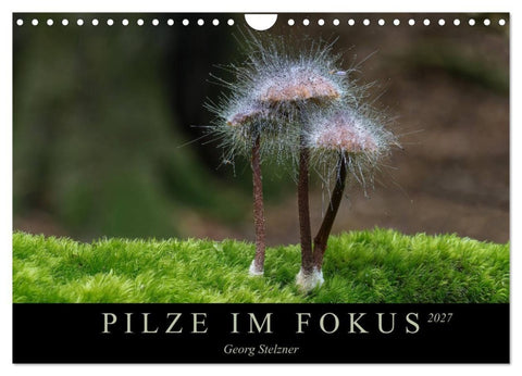 PILZE IM FOKUS 2027 (Wandkalender 2027 DIN A4 quer), CALVENDO Monatskalender