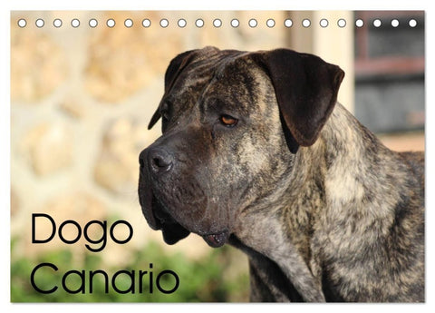 Dogo Canario (Tischkalender 2027 DIN A5 quer), CALVENDO Monatskalender