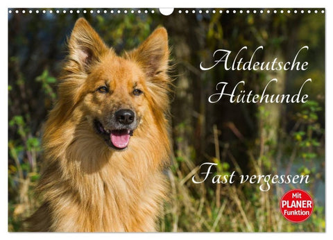 Altdeutsche Hütehunde - Fast vergessen (Wandkalender 2027 DIN A3 quer), CALVENDO Monatskalender