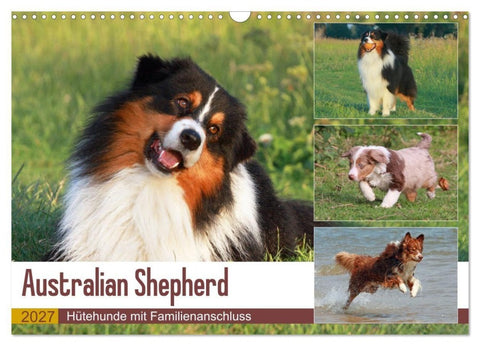 Australian Shepherd - Hütehunde mit Familienanschluss (Wandkalender 2027 DIN A3 quer), CALVENDO Monatskalender