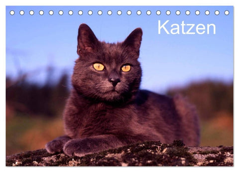Katzen (Tischkalender 2026 DIN A5 quer), CALVENDO Monatskalender