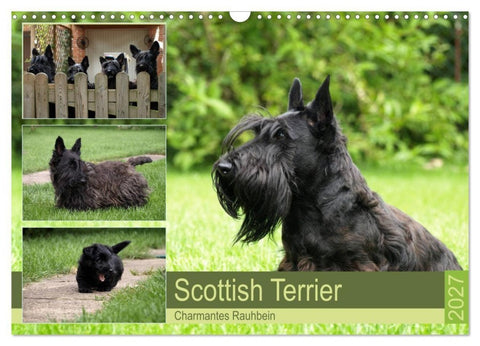 Scottish Terrier - Charmantes Rauhbein (Wandkalender 2027 DIN A3 quer), CALVENDO Monatskalender