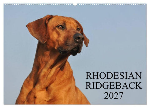 Rhodesian Ridgeback 2027 (Wandkalender 2027 DIN A2 quer), CALVENDO Monatskalender