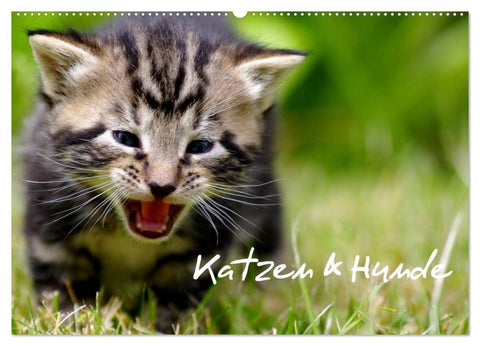 Katzen & Hunde (Wandkalender 2027 DIN A2 quer), CALVENDO Monatskalender