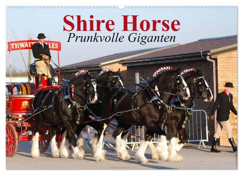 Shire Horse • Prunkvolle Giganten (Wandkalender 2027 DIN A2 quer), CALVENDO Monatskalender