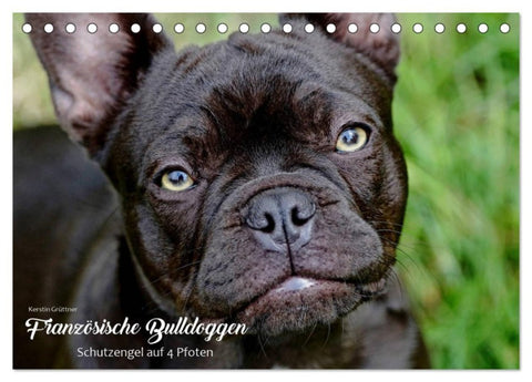 Französische Bulldoggen - Schutzengel auf 4 Pfoten (Tischkalender 2027 DIN A5 quer), CALVENDO Monatskalender
