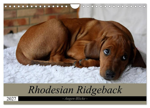 Rhodesian Ridgeback Augen-Blicke (Wandkalender 2027 DIN A4 quer), CALVENDO Monatskalender