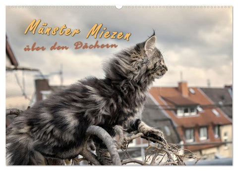 Münster Miezen - über den Dächern (Wandkalender 2027 DIN A2 quer), CALVENDO Monatskalender