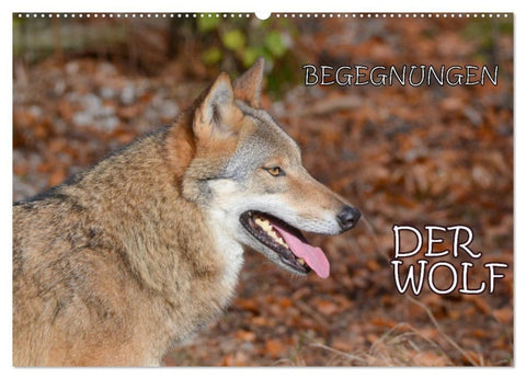 Begegnungen DER WOLF (Wandkalender 2027 DIN A2 quer), CALVENDO Monatskalender