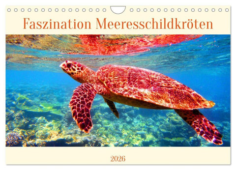 Faszination Meeresschildkröten (Wandkalender 2026 DIN A4 quer), CALVENDO Monatskalender