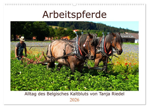Arbeitspferde - Alltag des belgischen Kaltbluts (Wandkalender 2026 DIN A2 quer), CALVENDO Monatskalender