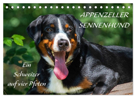 Appenzeller Sennenhund - Ein Schweizer auf 4 Pfoten (Tischkalender 2026 DIN A5 quer), CALVENDO Monatskalender