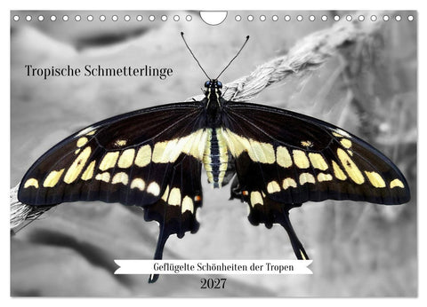Geflügelte Schönheiten der Tropen (Wandkalender 2027 DIN A4 quer), CALVENDO Monatskalender