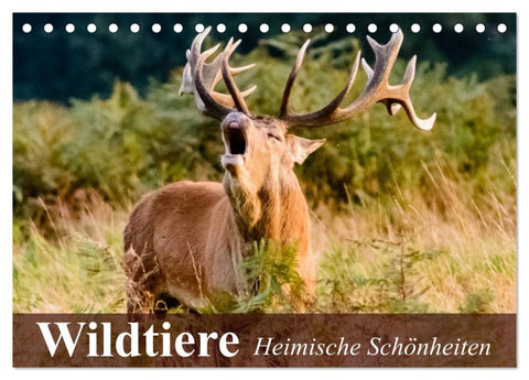 Wildtiere. Heimische Schönheiten (Tischkalender 2026 DIN A5 quer), CALVENDO Monatskalender