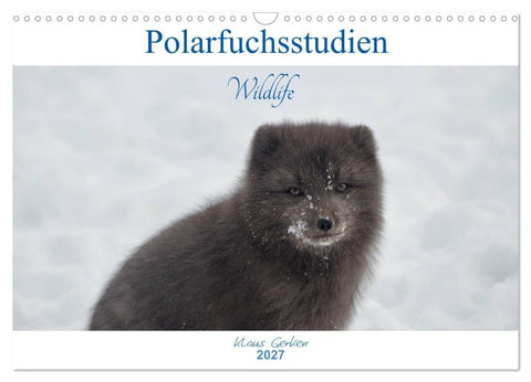 Polarfuchsstudien Wildlife (Wandkalender 2027 DIN A3 quer), CALVENDO Monatskalender
